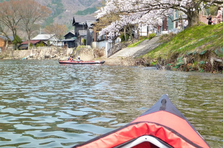 満開の琵琶湖・海津大崎花見カヌー