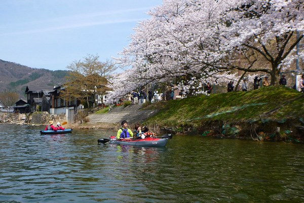 満開の琵琶湖・海津大崎花見カヌー