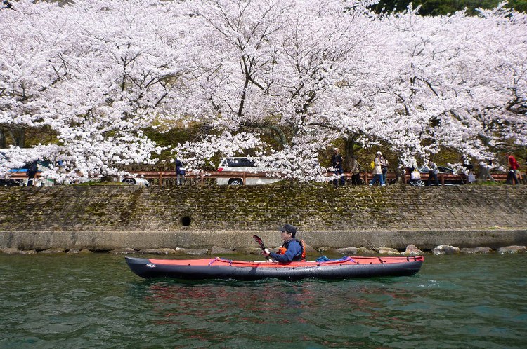 満開の琵琶湖・海津大崎花見カヌー