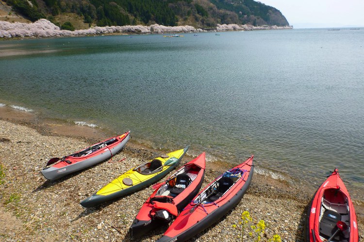 満開の琵琶湖・海津大崎花見カヌー