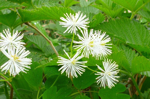 「笠ヶ岳」　沢登り仲間と眺める槍穂高の稜線