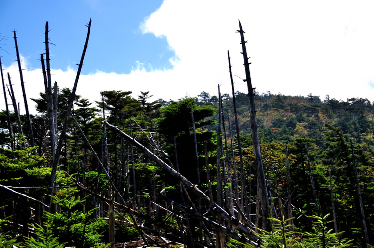 大峰双門コースから迷岳稜線を経て弥山へ　静かな山歩きでした