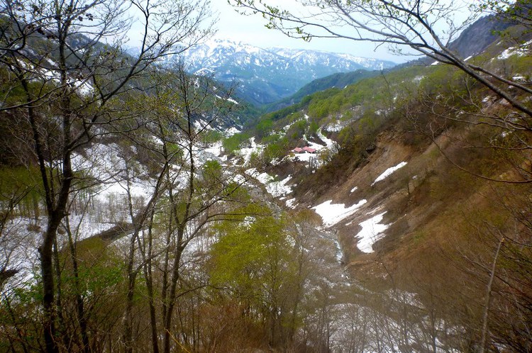 新緑と残雪　春の白山へ