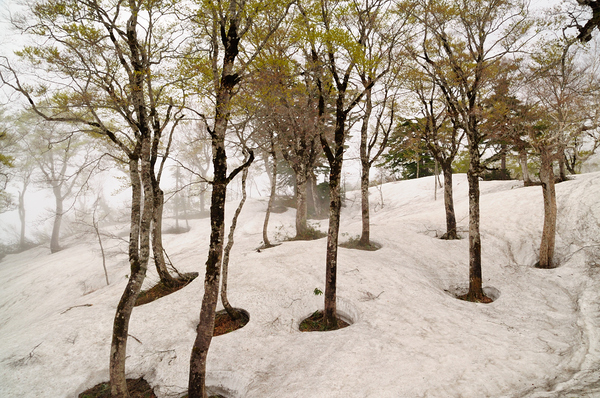 立山を展望出来る鍬崎山　雲海と新緑と残雪に魅了