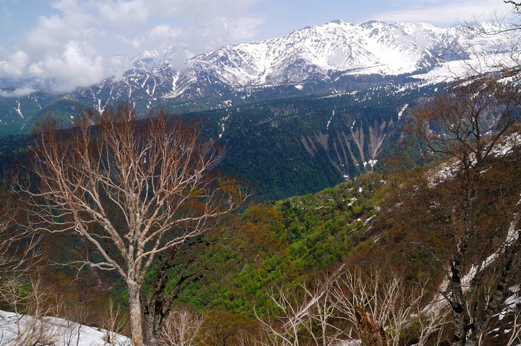 立山を展望出来る鍬崎山　雲海と新緑と残雪に魅了