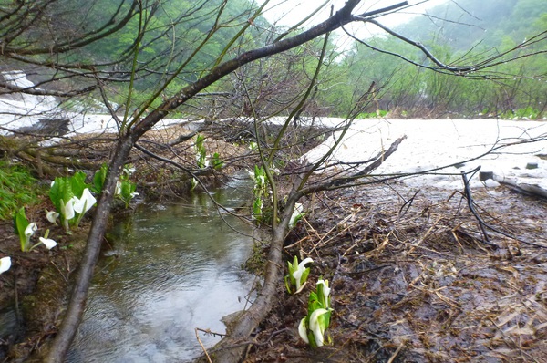 雨上がりに美しい「雨飾山」へ