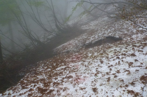 雨上がりに美しい「雨飾山」へ