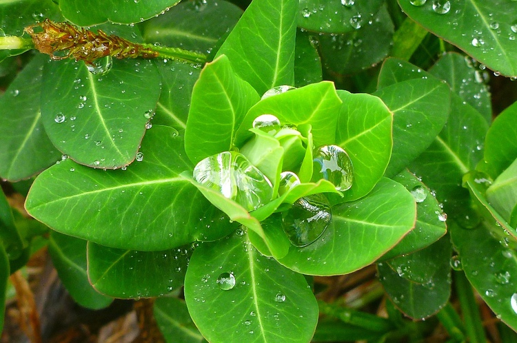 雨上がりに美しい「雨飾山」へ