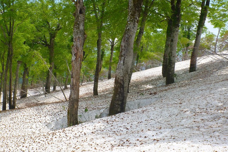 雨上がりに美しい「雨飾山」へ