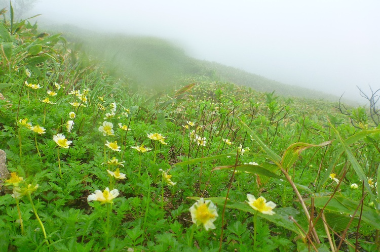 花溢れる白山から別山、そして三ノ峰へテン泊縦走