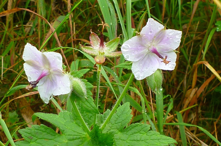花溢れる白山から別山、そして三ノ峰へテン泊縦走