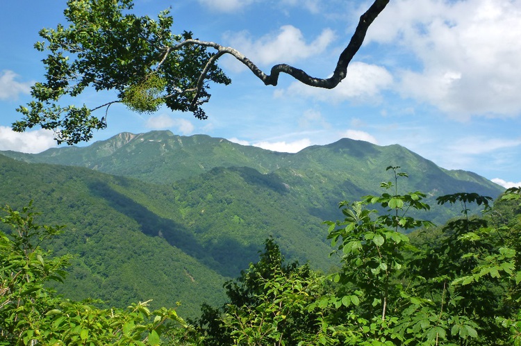 花溢れる白山から別山、そして三ノ峰へテン泊縦走