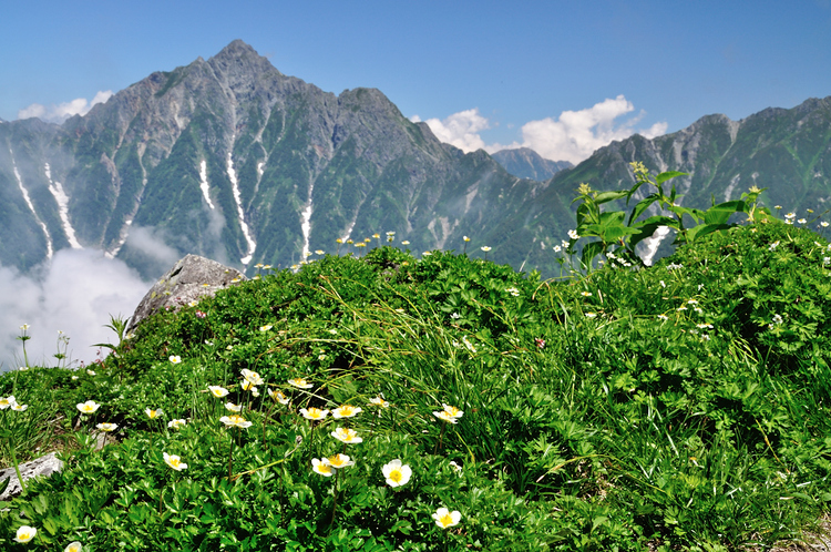 真夏の立山・大日三山縦走、そして花美しい弥陀ヶ原へ