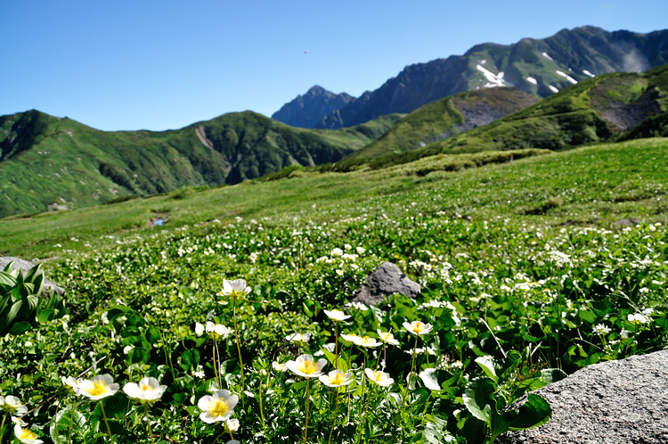 真夏の立山・大日三山縦走、そして花美しい弥陀ヶ原へ