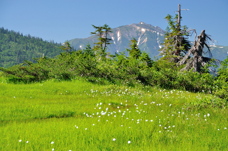真夏の立山・大日三山縦走、そして花美しい弥陀ヶ原へ
