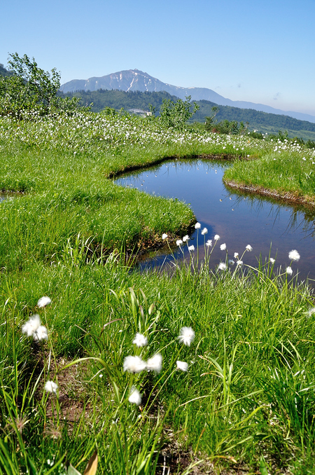 真夏の立山・大日三山縦走、そして花美しい弥陀ヶ原へ