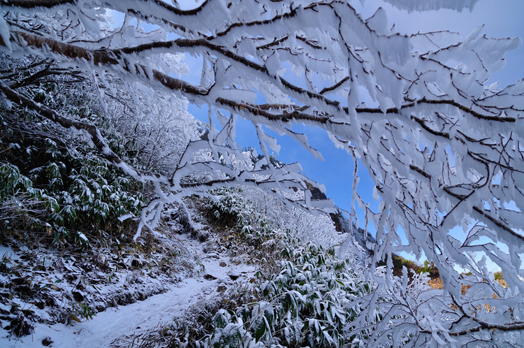 苗場山　山頂湿原は霧氷の装い