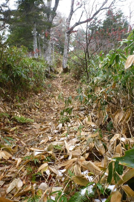 苗場山　山頂湿原は霧氷の装い
