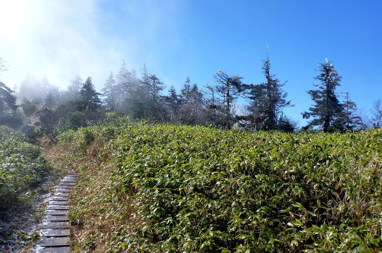 苗場山　山頂湿原は霧氷の装い