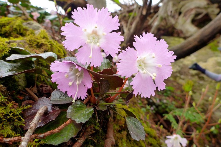 幻の滝「百四丈滝」を目指して