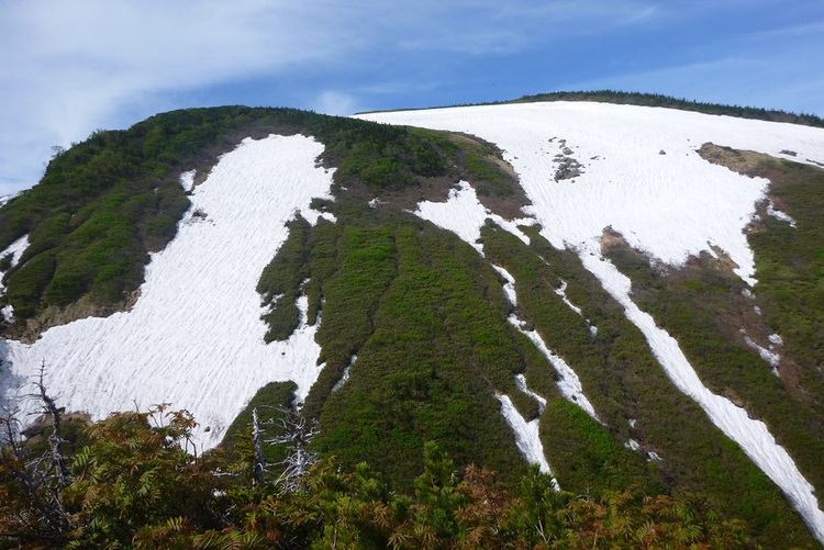 北方ルートより白山へ　楽々新道から釈迦新道は花盛り
