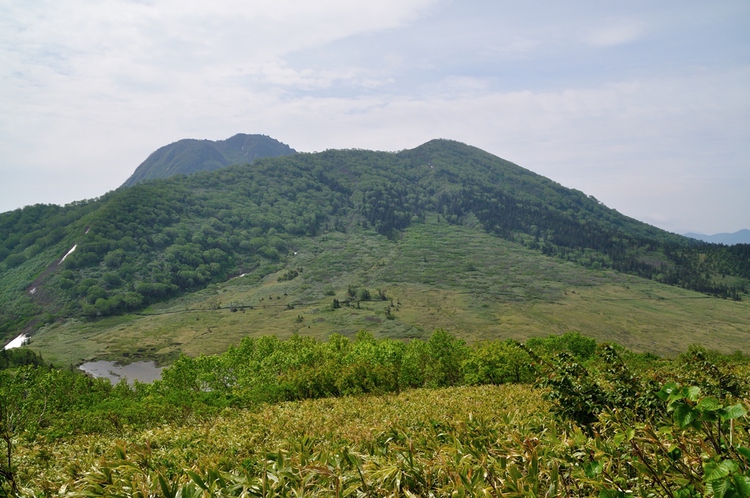 初夏の火打山　ﾊｸｻﾝｺｻﾞｸﾗ咲く楽園