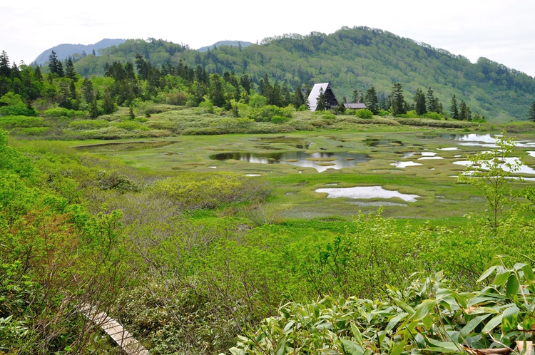 初夏の火打山　ﾊｸｻﾝｺｻﾞｸﾗ咲く楽園