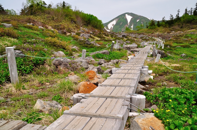 初夏の火打山　ﾊｸｻﾝｺｻﾞｸﾗ咲く楽園