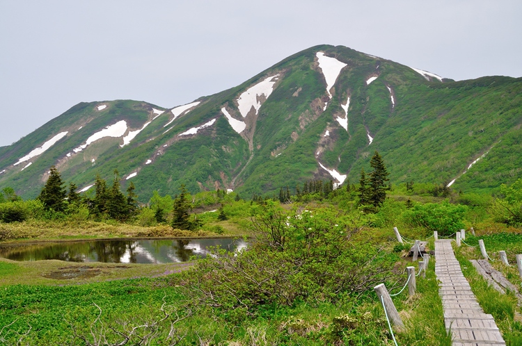 初夏の火打山　ﾊｸｻﾝｺｻﾞｸﾗ咲く楽園