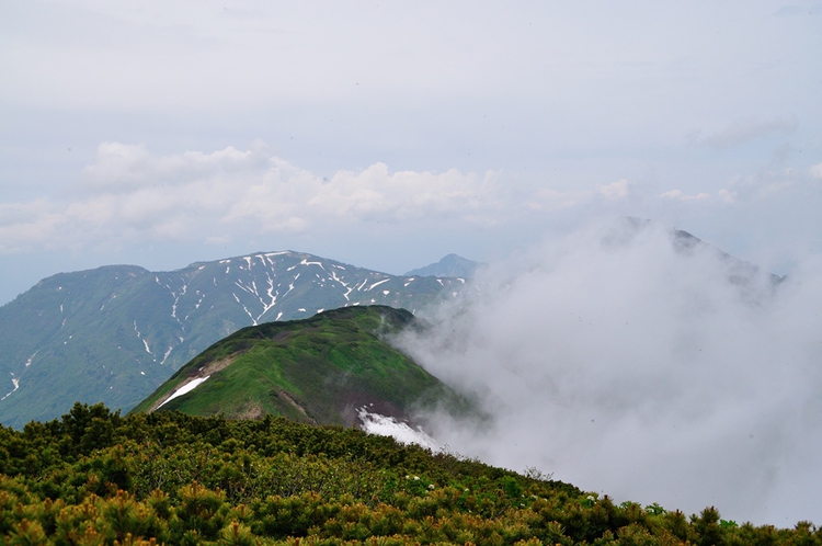 初夏の火打山　ﾊｸｻﾝｺｻﾞｸﾗ咲く楽園