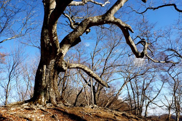 初めての関東の山　奥多摩・鷹ノ巣山へ　東京出張中～
