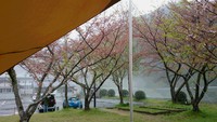 桜の散る前に、、、OYJキャンプ③ 2014/04/17 00:13:19