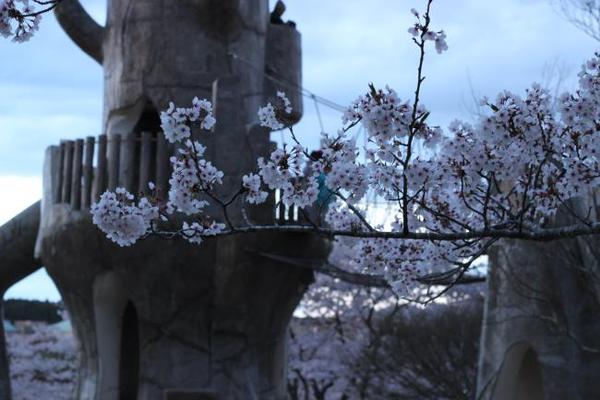 4/22☆桜満開の平筒沼キャンプ