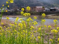 春の足音