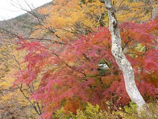 紅葉キャンプ