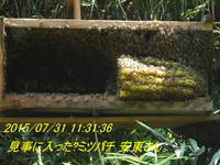 蜂蜜