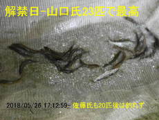 鮎解禁