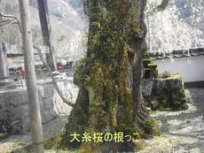 川沿い花ざかり