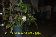 月下美人