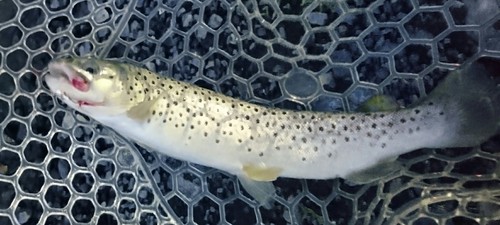 アルクスポンド宇都宮チャレンジ(^^♪ナイト