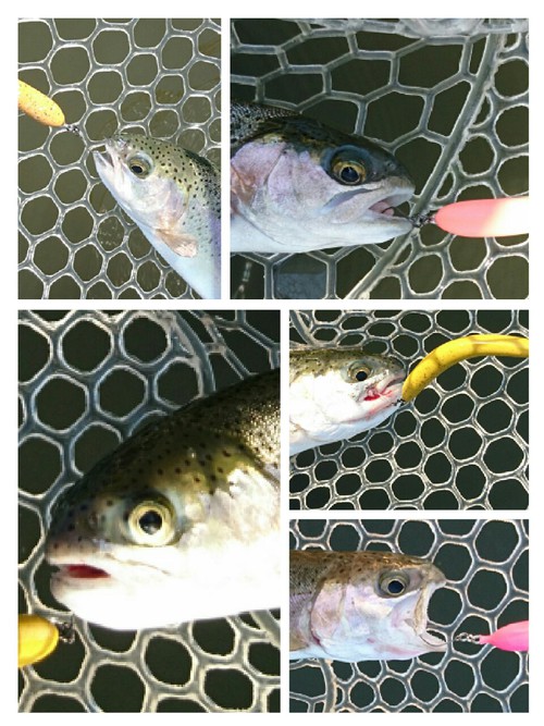 座間養魚場チャレンジ( ☆∀☆)