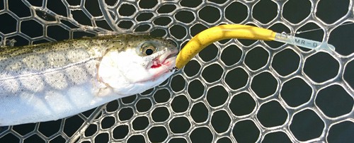 座間養魚場チャレンジ( ☆∀☆)