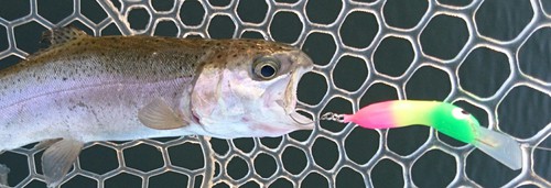 座間養魚場チャレンジ( ☆∀☆)