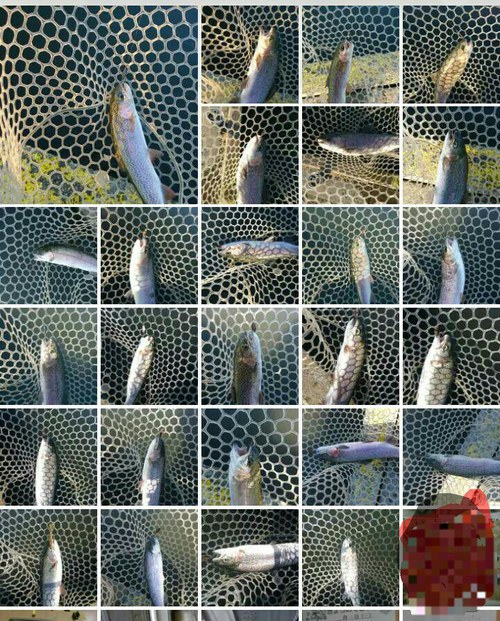 1/19座間養魚場チャレンジ( ☆∀☆)