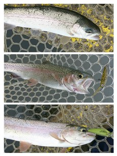 2/11座間養魚場プラ(  ＾∀＾) 2019/02/11 22:04:03