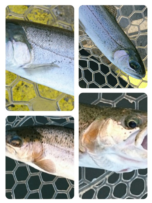 座間養魚場チャレンジ( ☆∀☆)