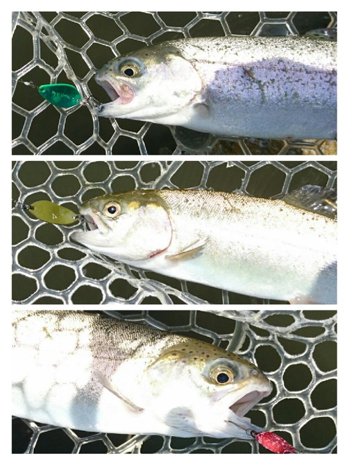 座間養魚場チャレンジ( ☆∀☆)