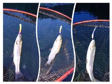 働いて遊んで2ＤＡＹＳ（＾◇＾） 2019/07/01 13:56:17