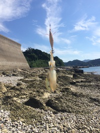 熊本エギング アウトドア 芦北 9月13日 エギング調査