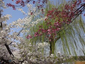 アメ横～上野公園～浅草寺～スカイツリー